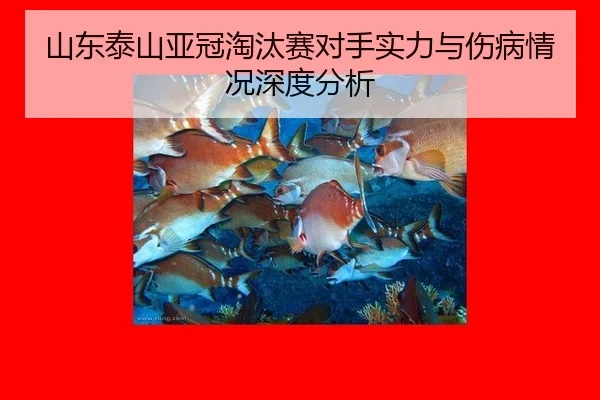 山东泰山亚冠淘汰赛对手实力与伤病情况深度分析